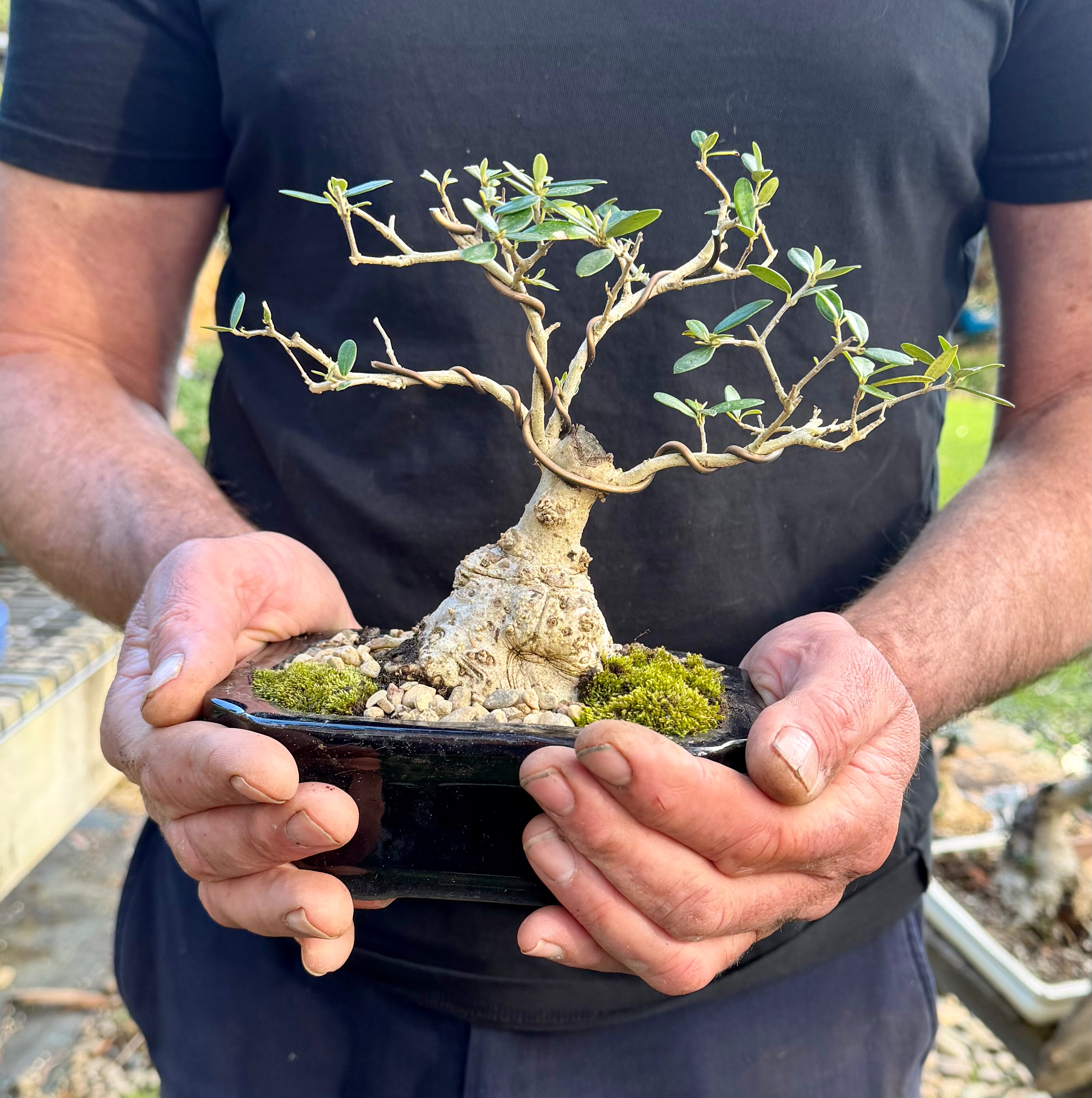Olive Bonsai (2013)