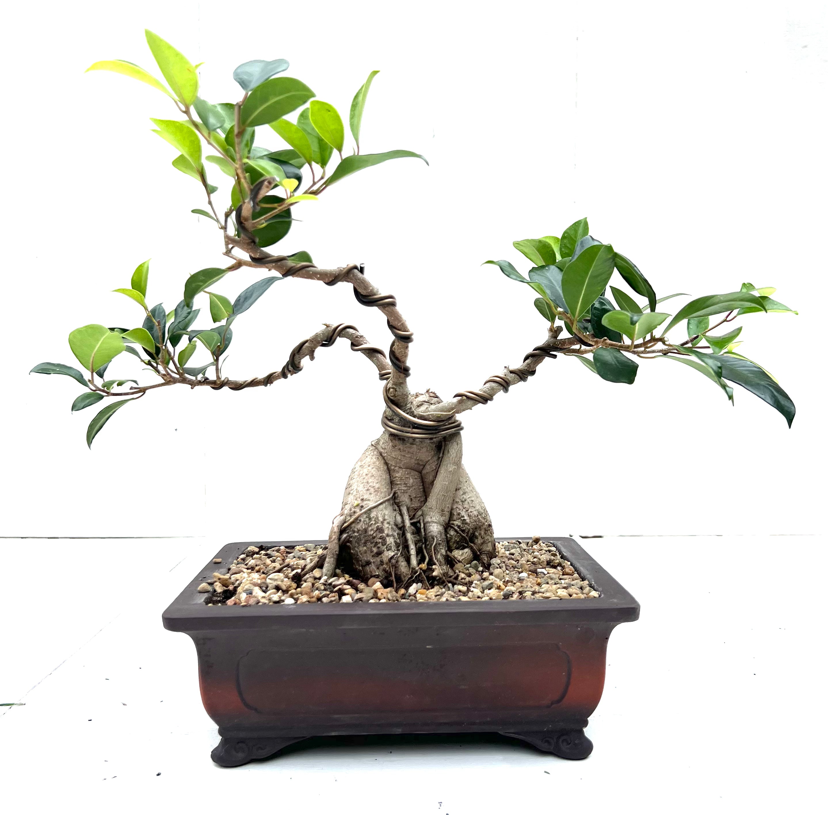 Tiger Bark Fig Bonsai (1998)