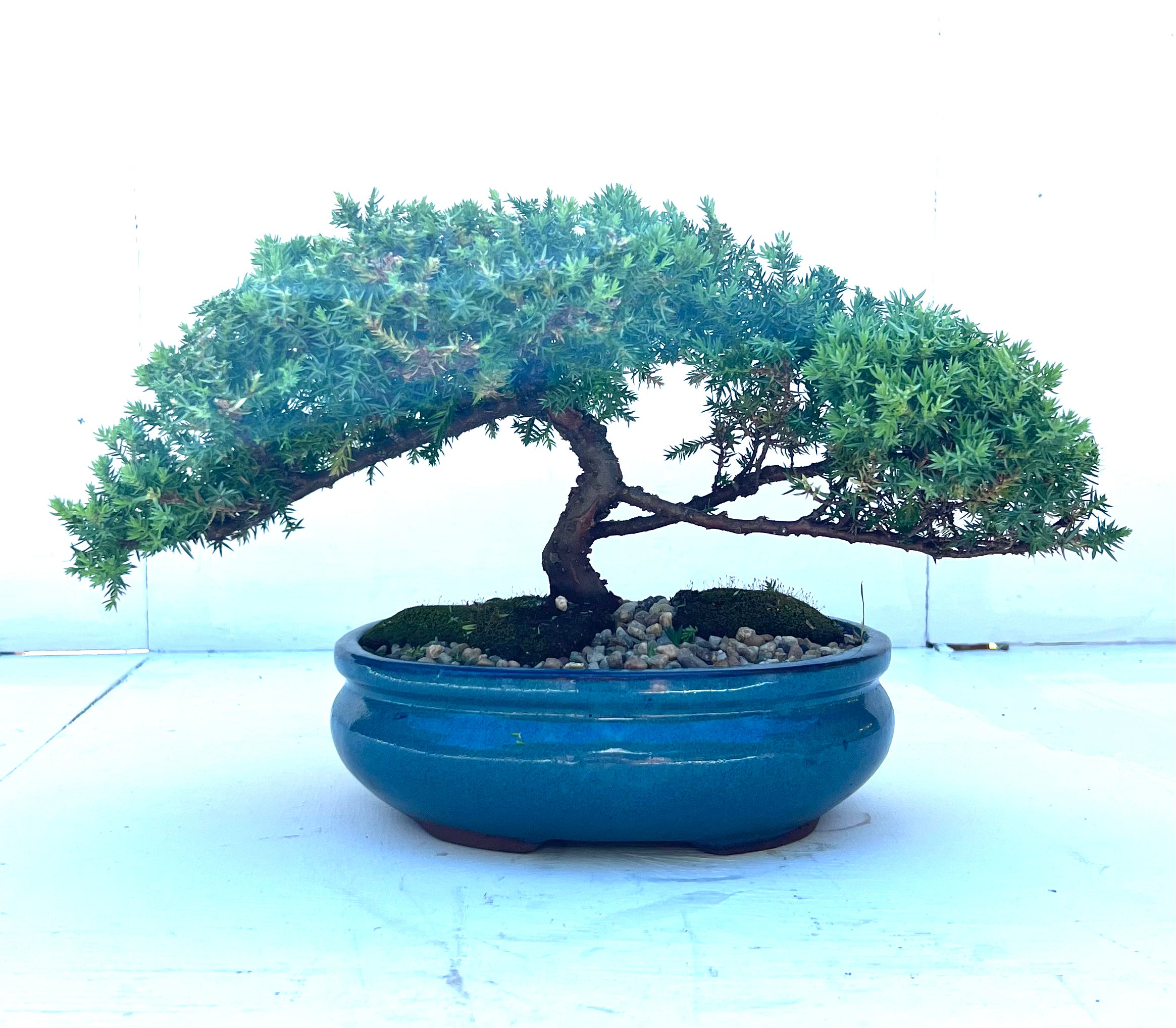 Juniper Bonsai (2010)