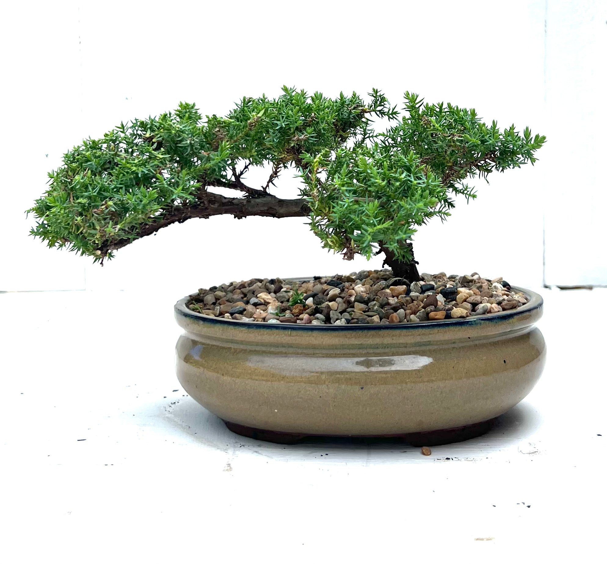 Juniper Bonsai (2014)