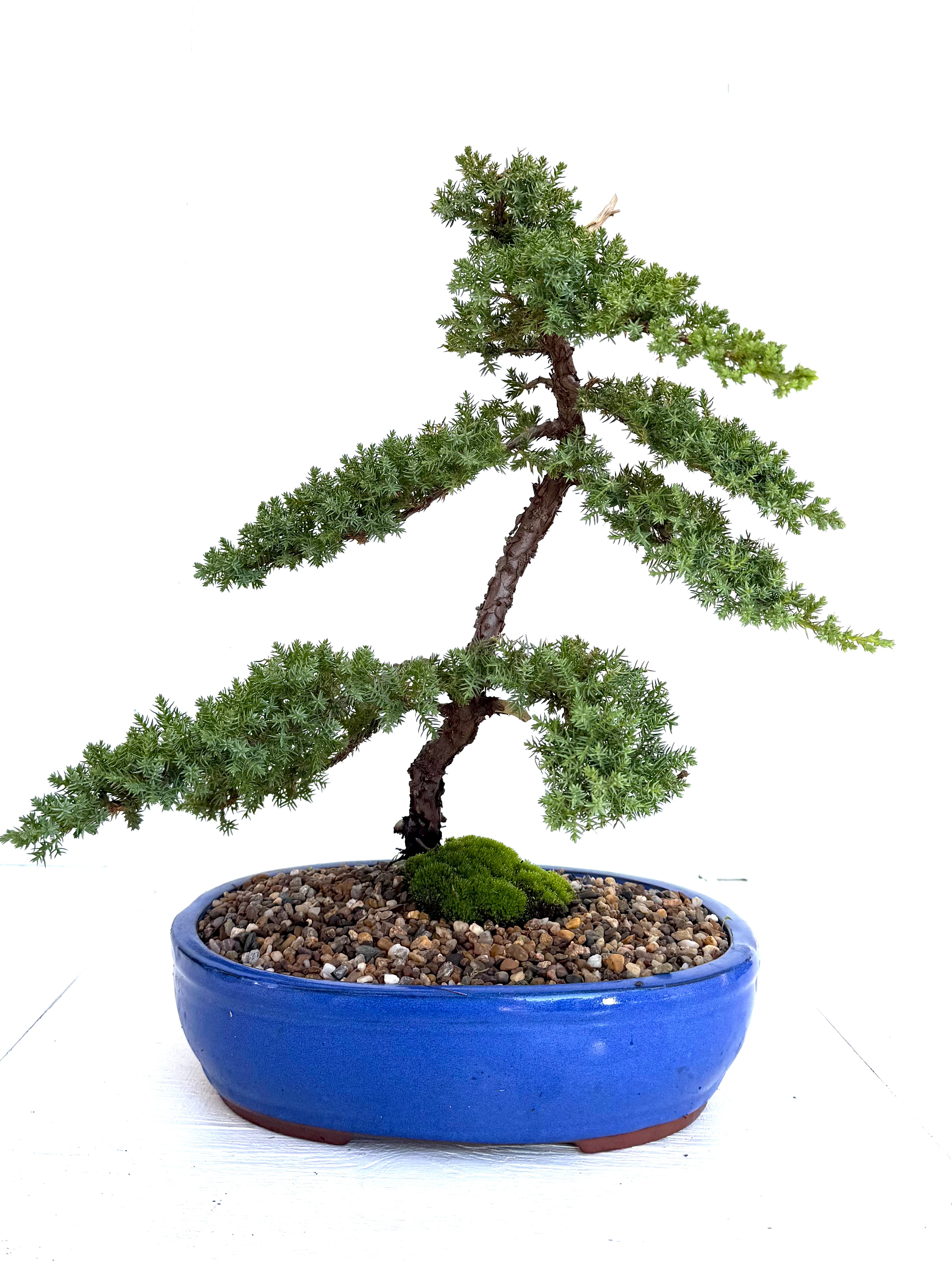 Juniper Bonsai (2010)