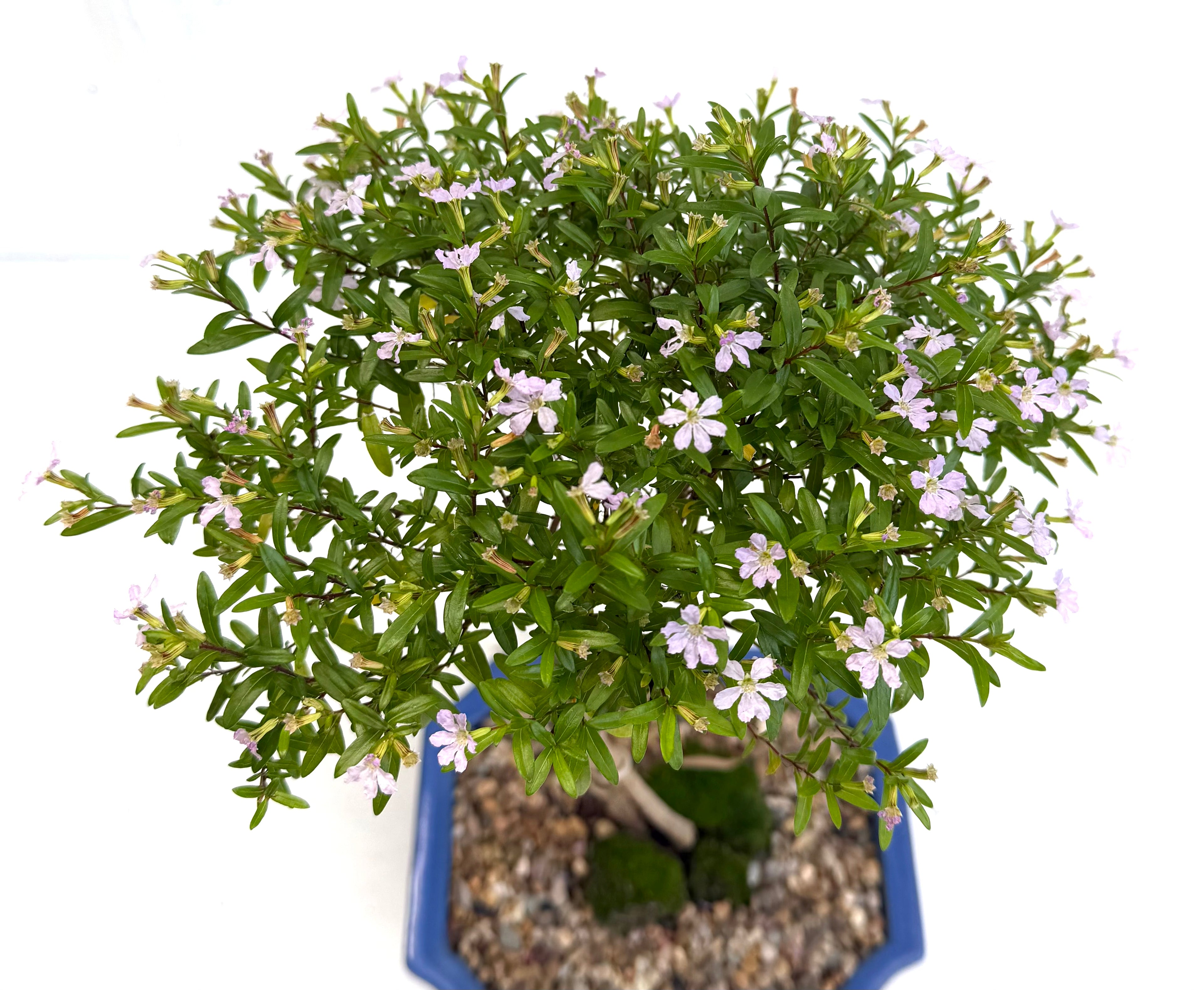 Cuphea Bonsai (2019)