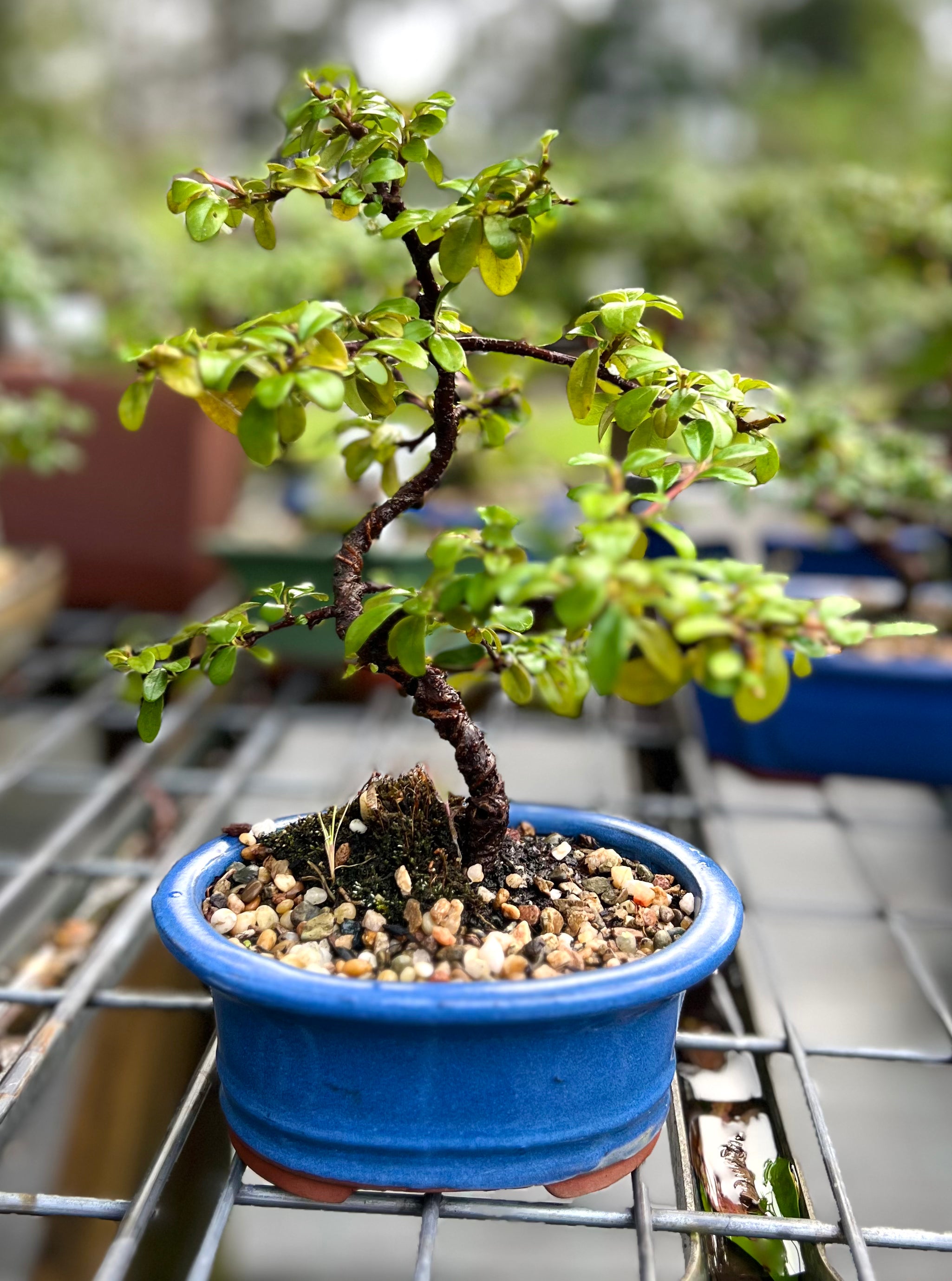 Cotoneaster Bonsai (2018)