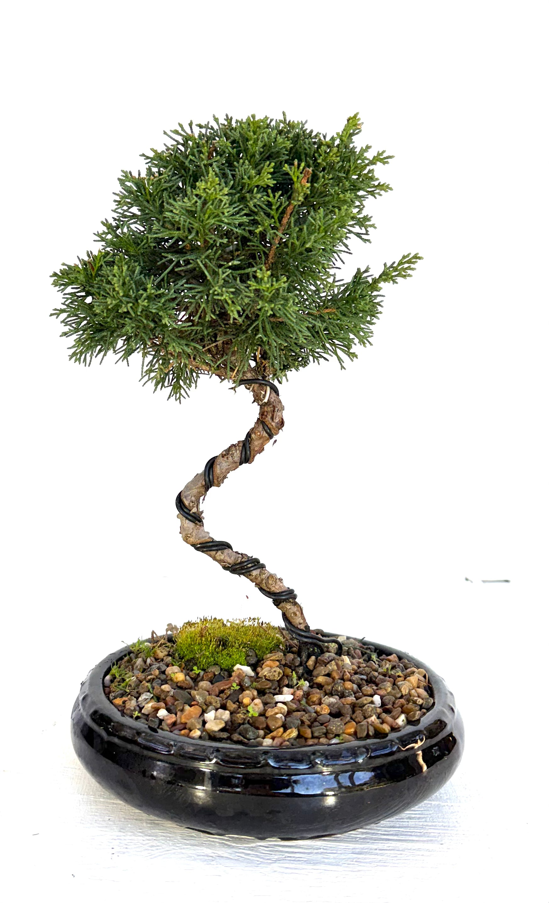 Shimpaku Juniper Bonsai (2016)
