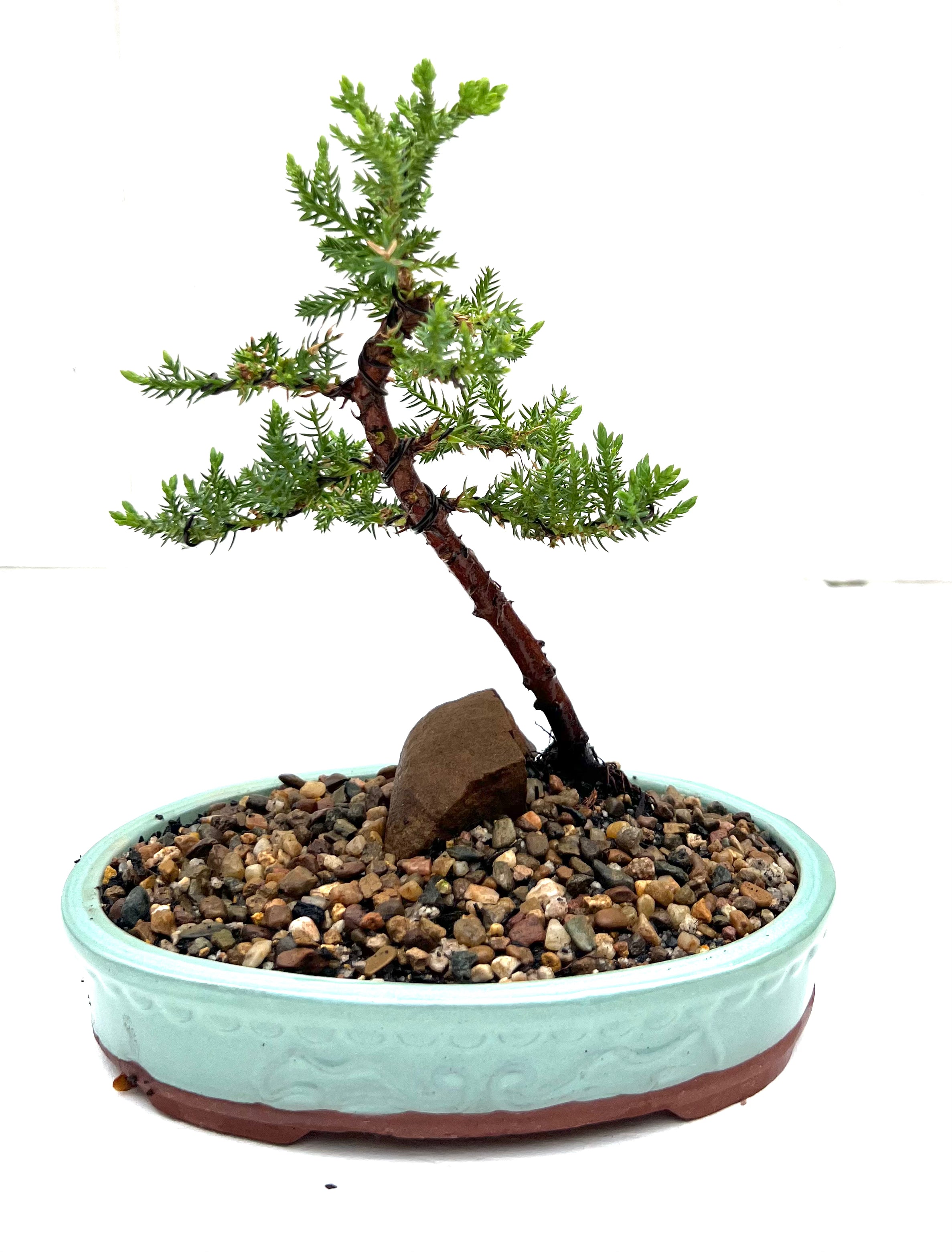 Juniper Bonsai (2018)