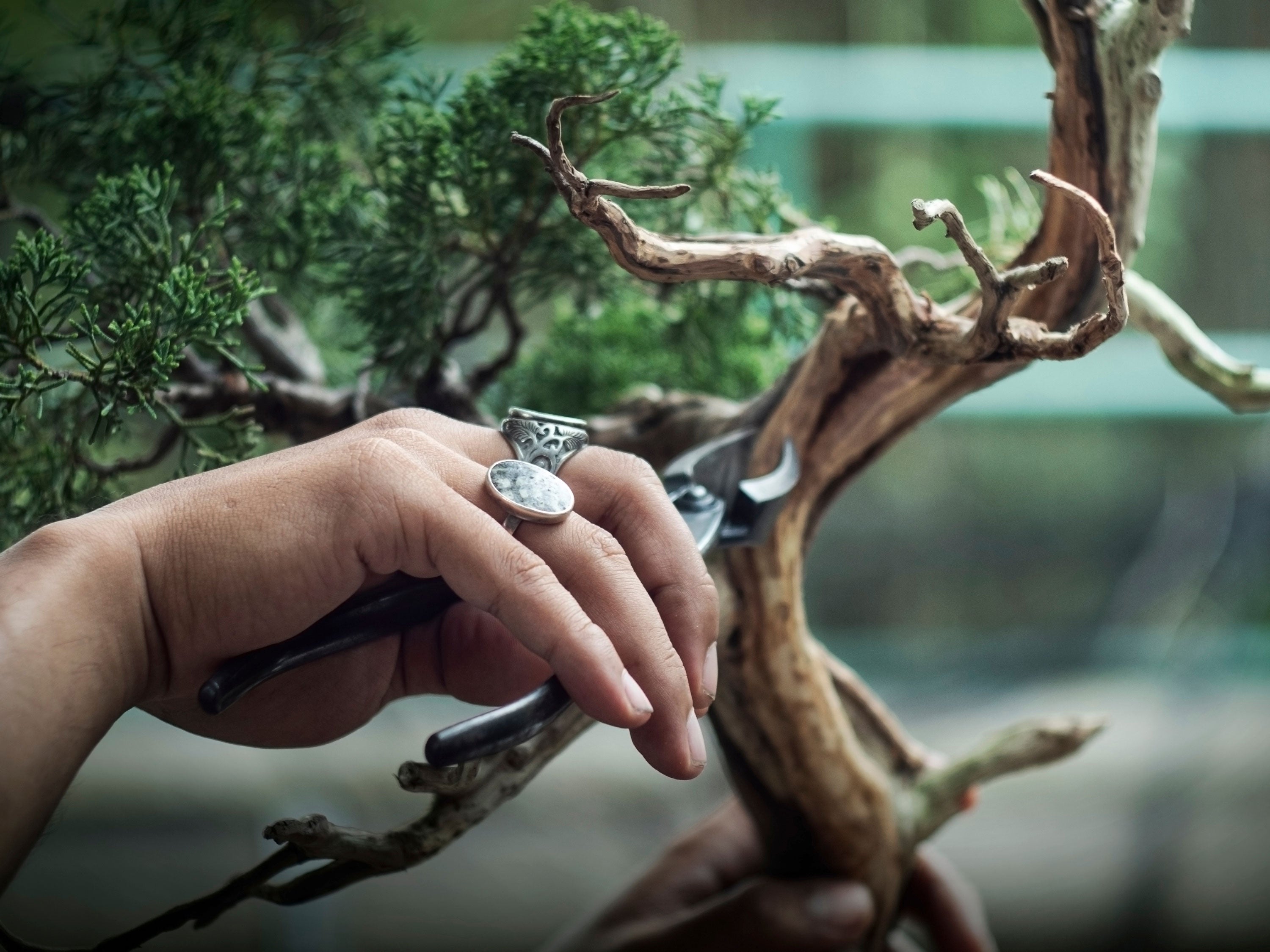 Bonsai Workshop (16 - 17 August)