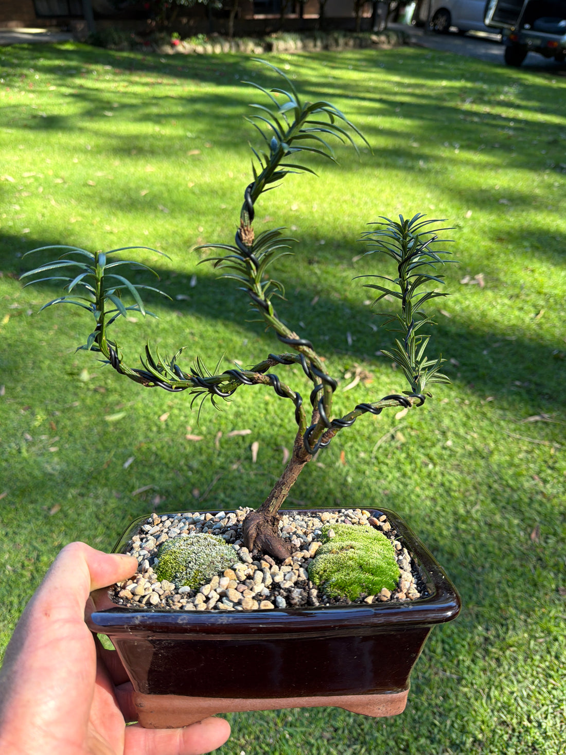Japanese Yew Bonsai (2019)