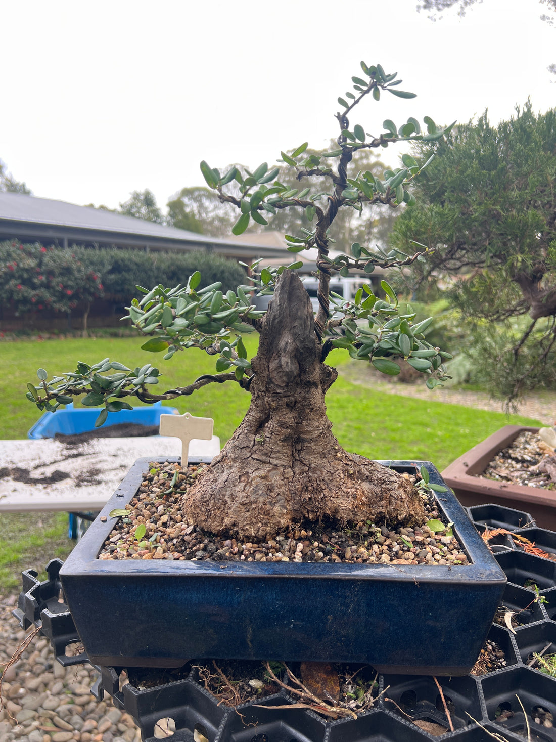 Asian Olive Bonsai (1986)