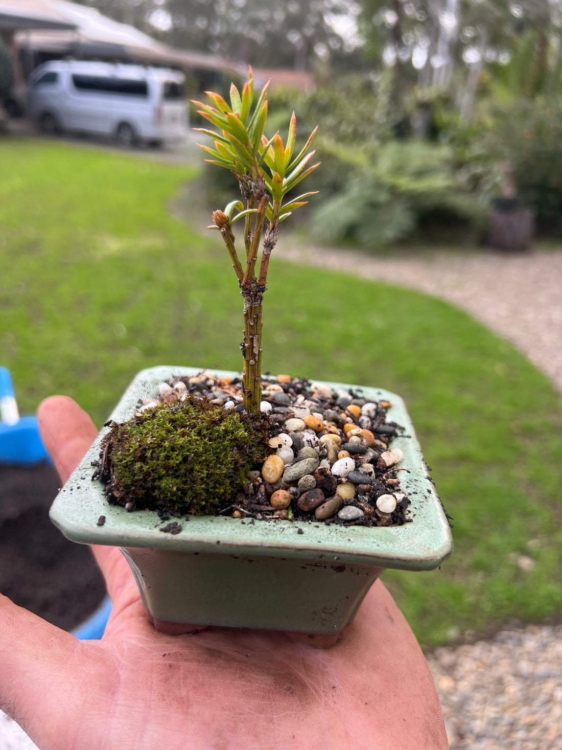 Japanese Yew Bonsai (2019)