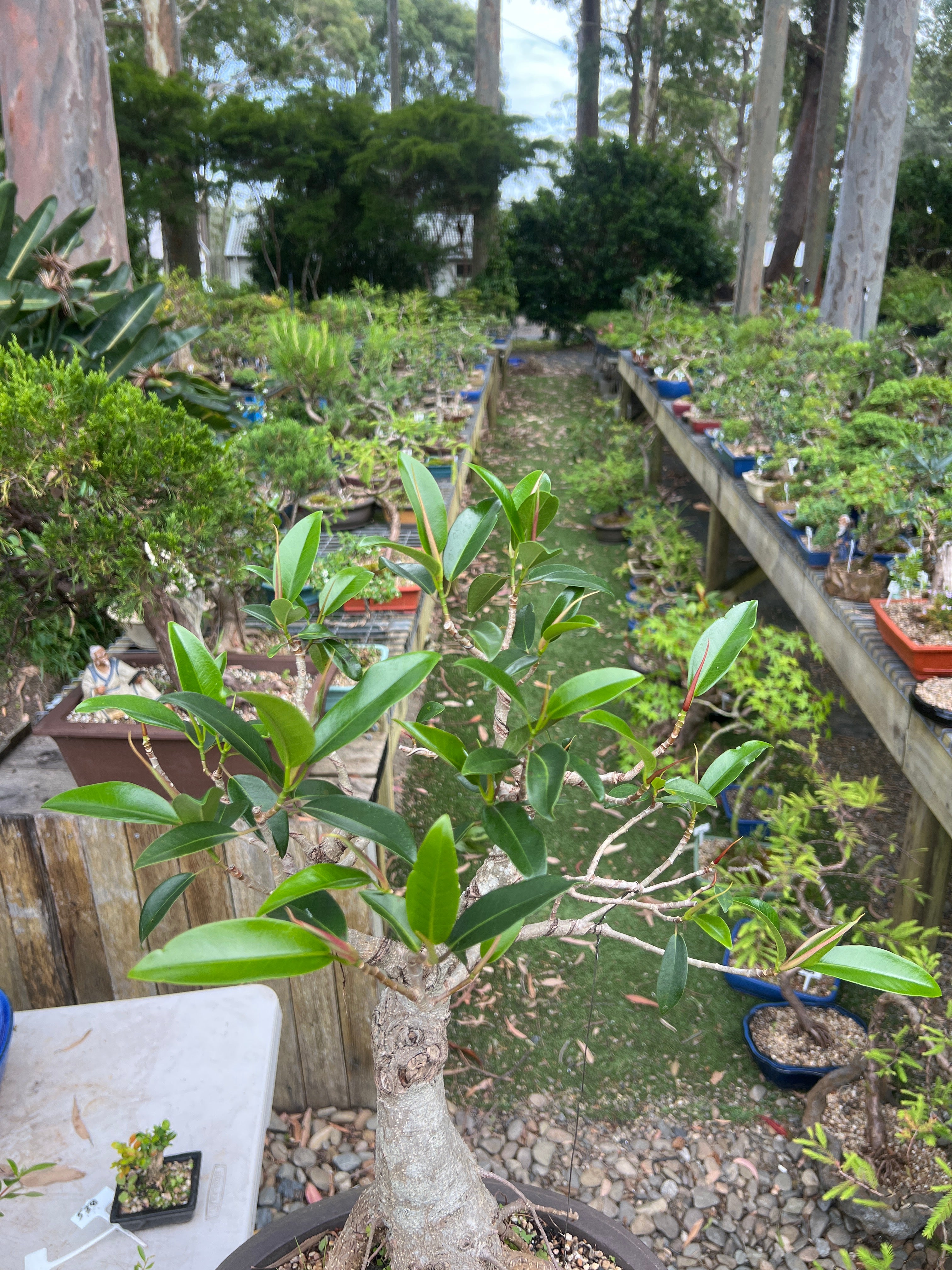 Port Jackson Fig Bonsai (1992)