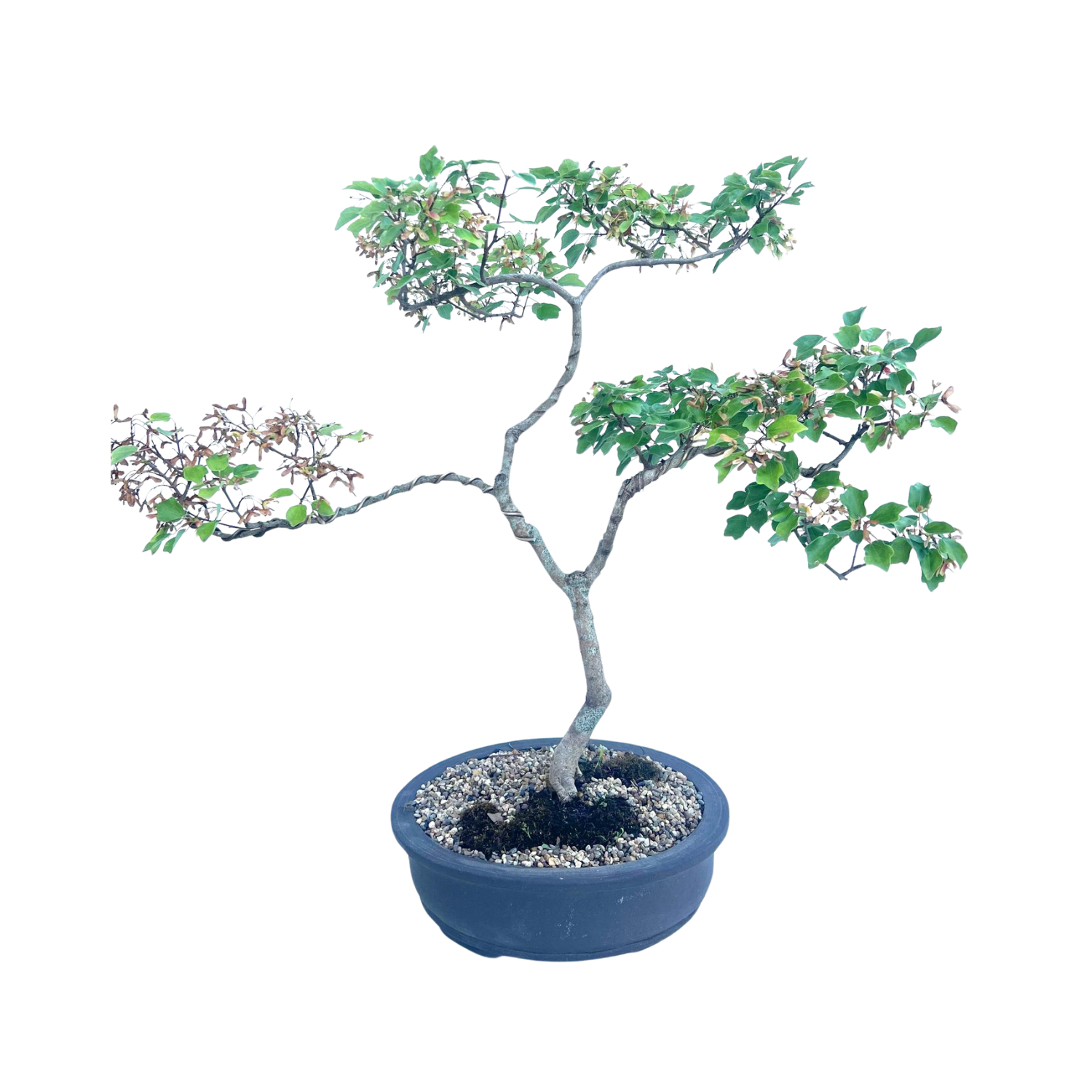 Thai Maple Bonsai (2000)