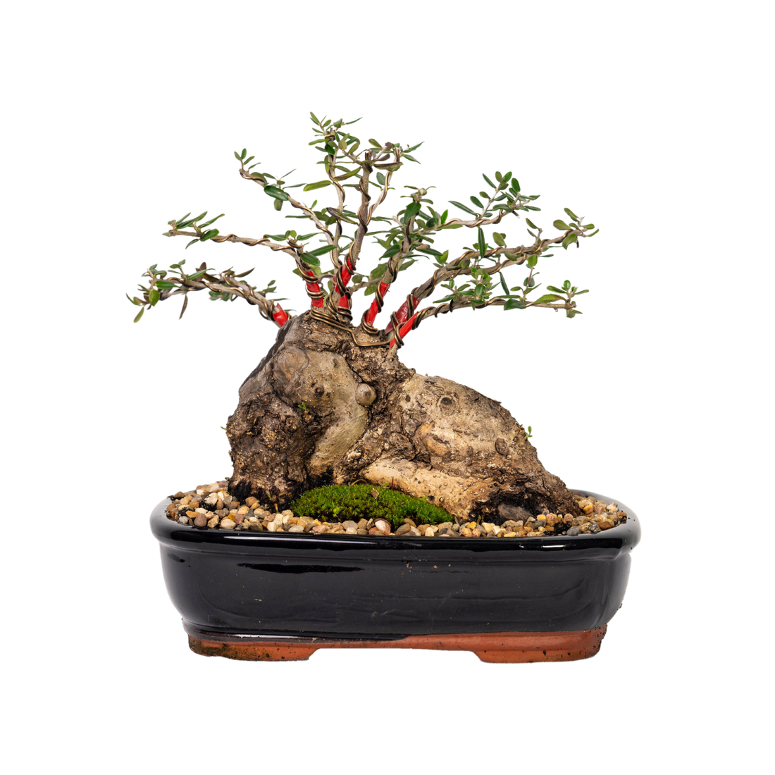 Asian Olive Bonsai (1998)
