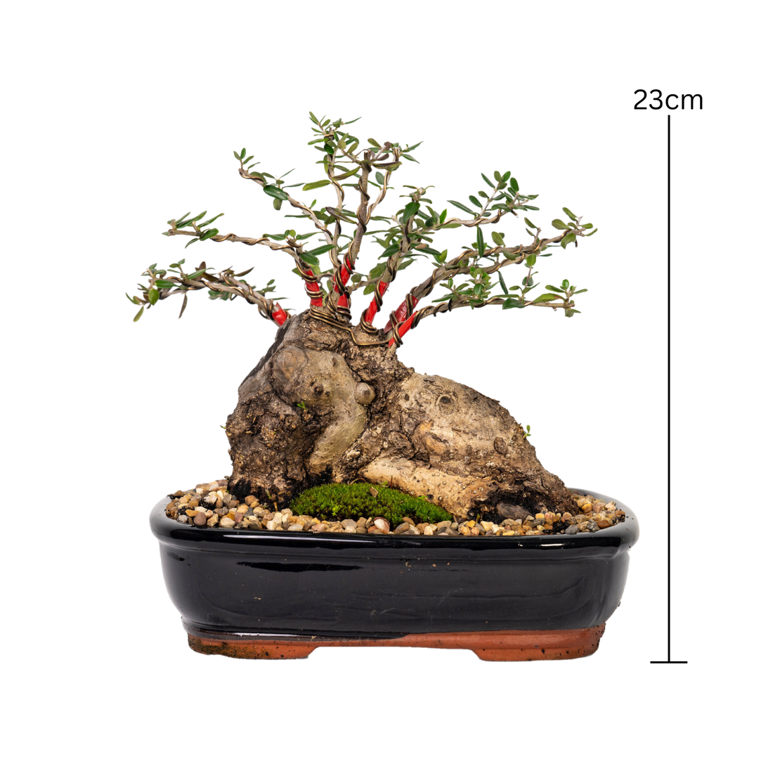 Asian Olive Bonsai (1998)