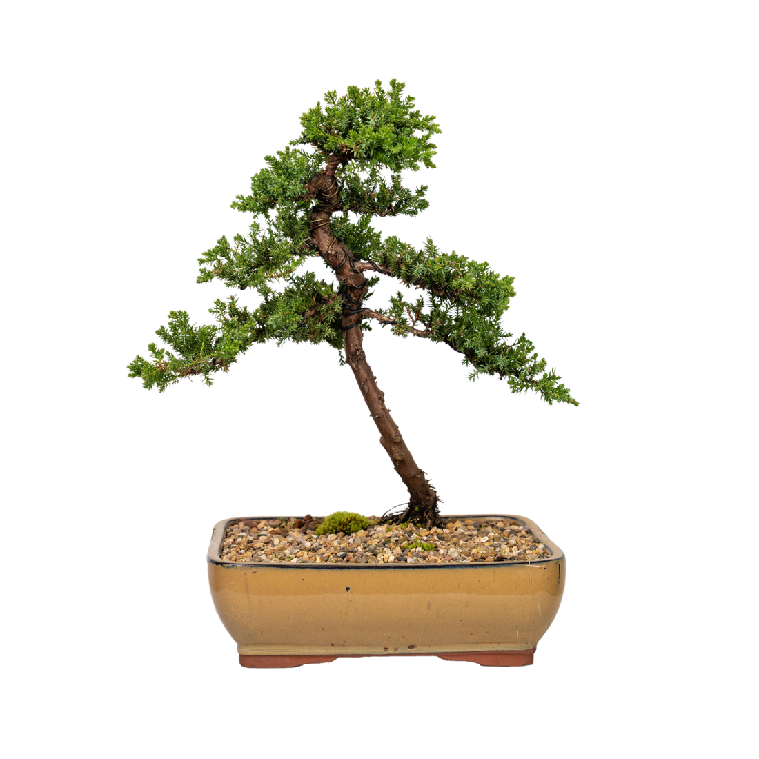 Juniper Bonsai (2009)