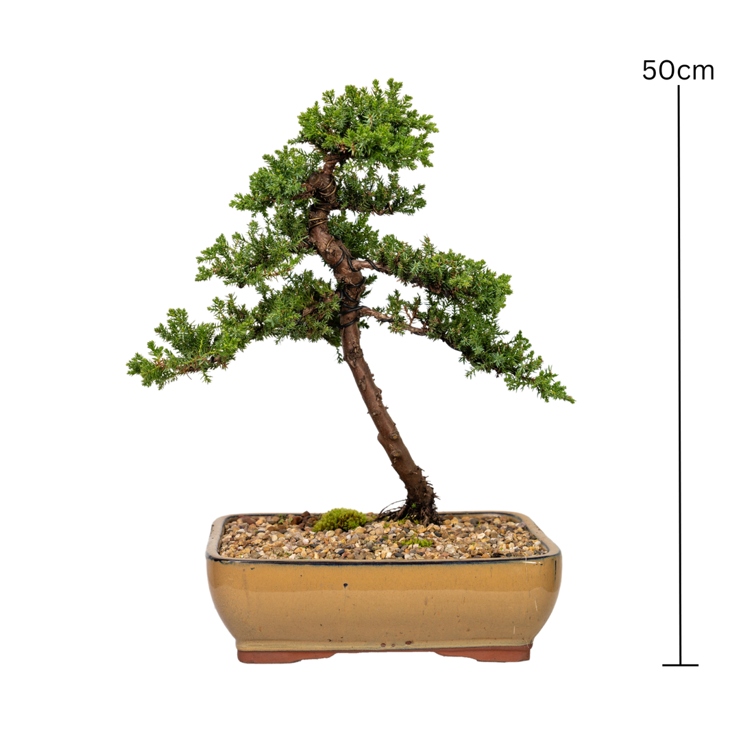 Juniper Bonsai (2009)