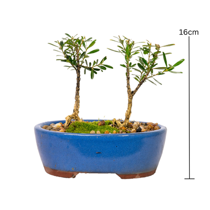 Korean Buxus Bonsai (2019)