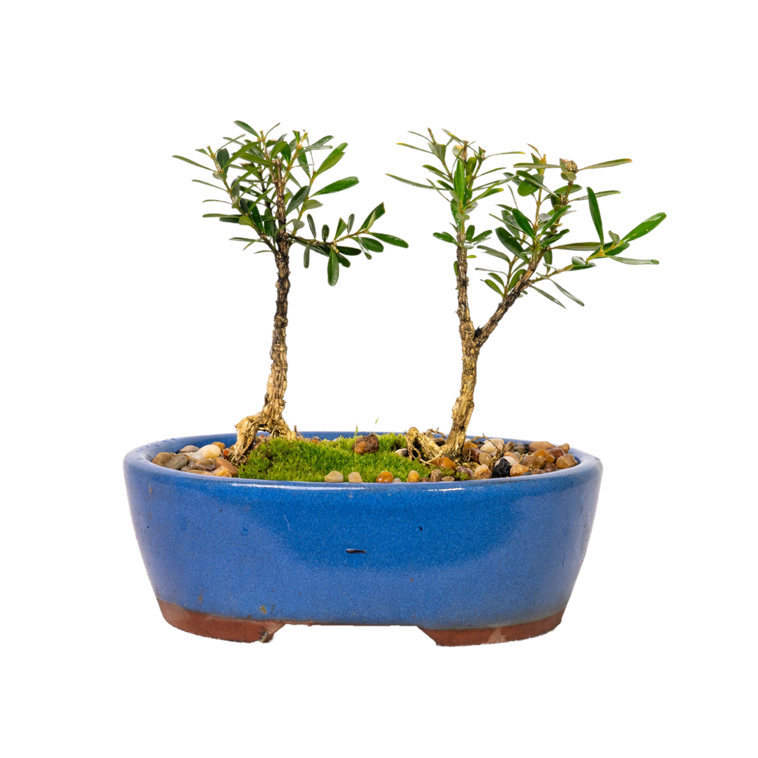 Korean Buxus Bonsai (2019)