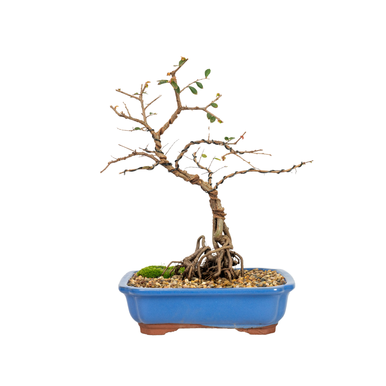 Asian Olive Bonsai (1986)