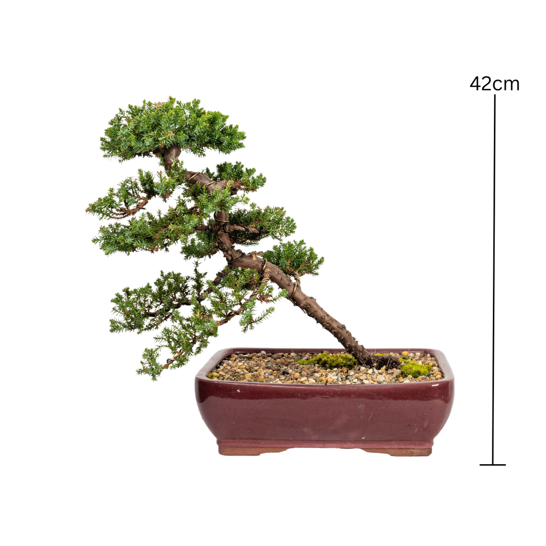 Juniper Bonsai (2003)