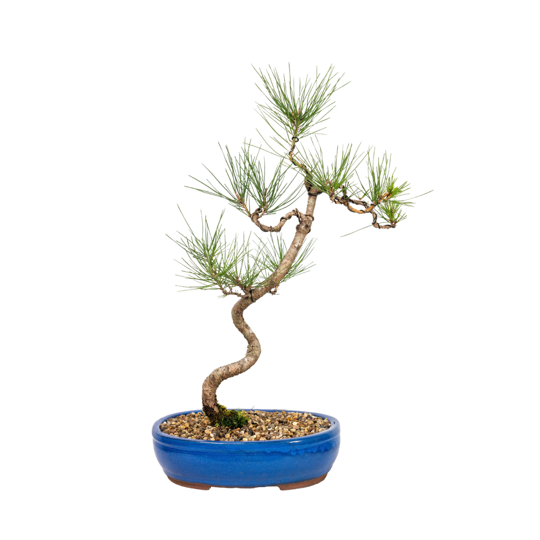 Japanese Pine Bonsai (2002)