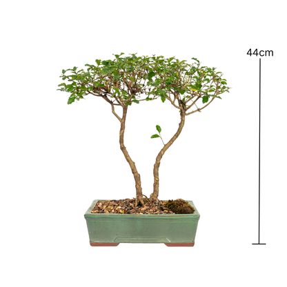 Chinese Ligustrum Bonsai (2004)