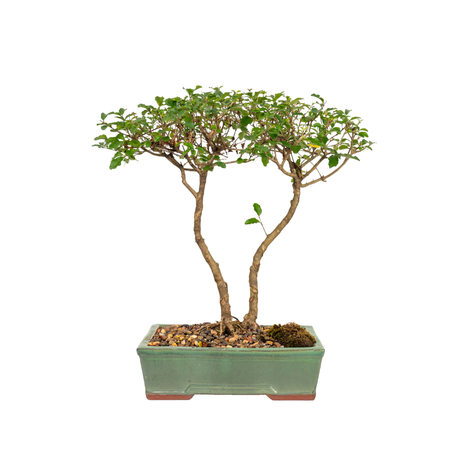 Chinese Ligustrum Bonsai (2004)