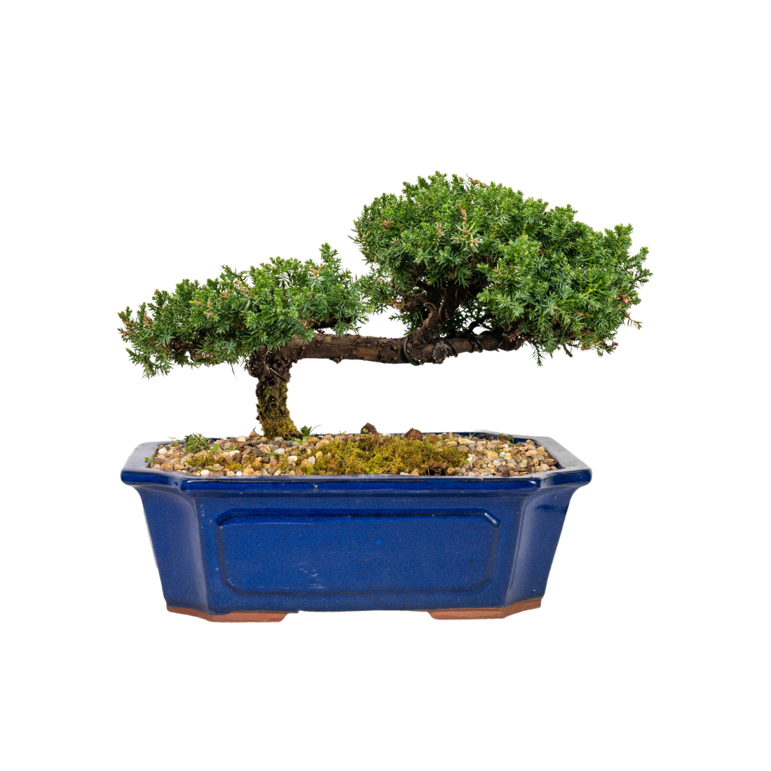 Juniper Bonsai (2000)