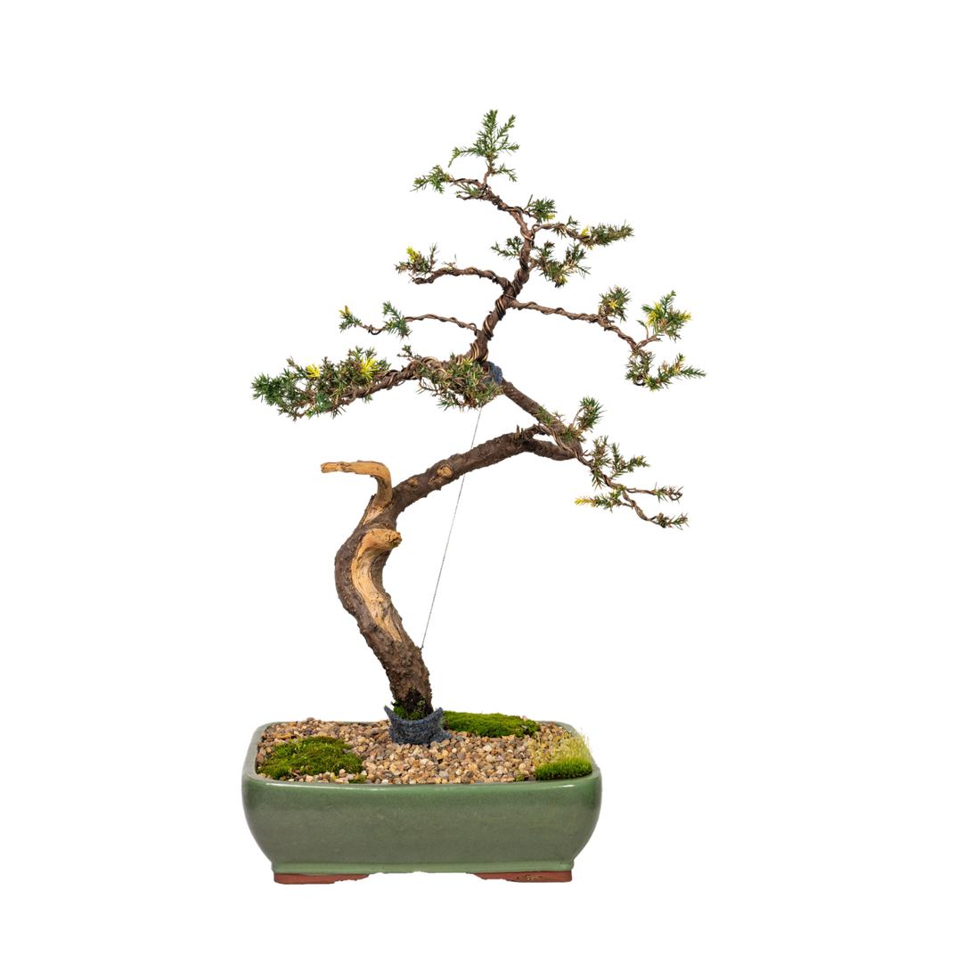 Juniper Bonsai (1992)