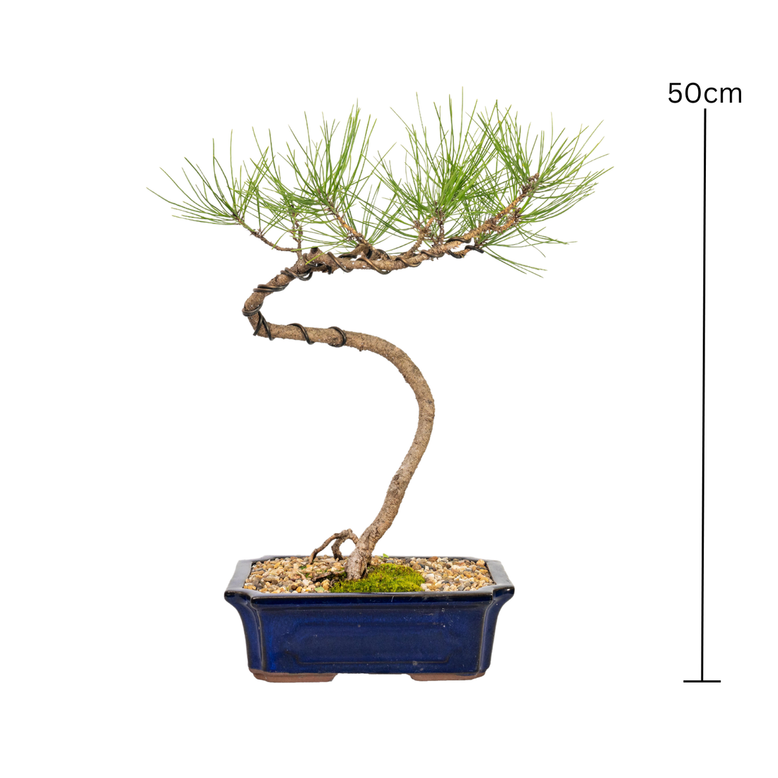 Japanese Pine Bonsai (2005)