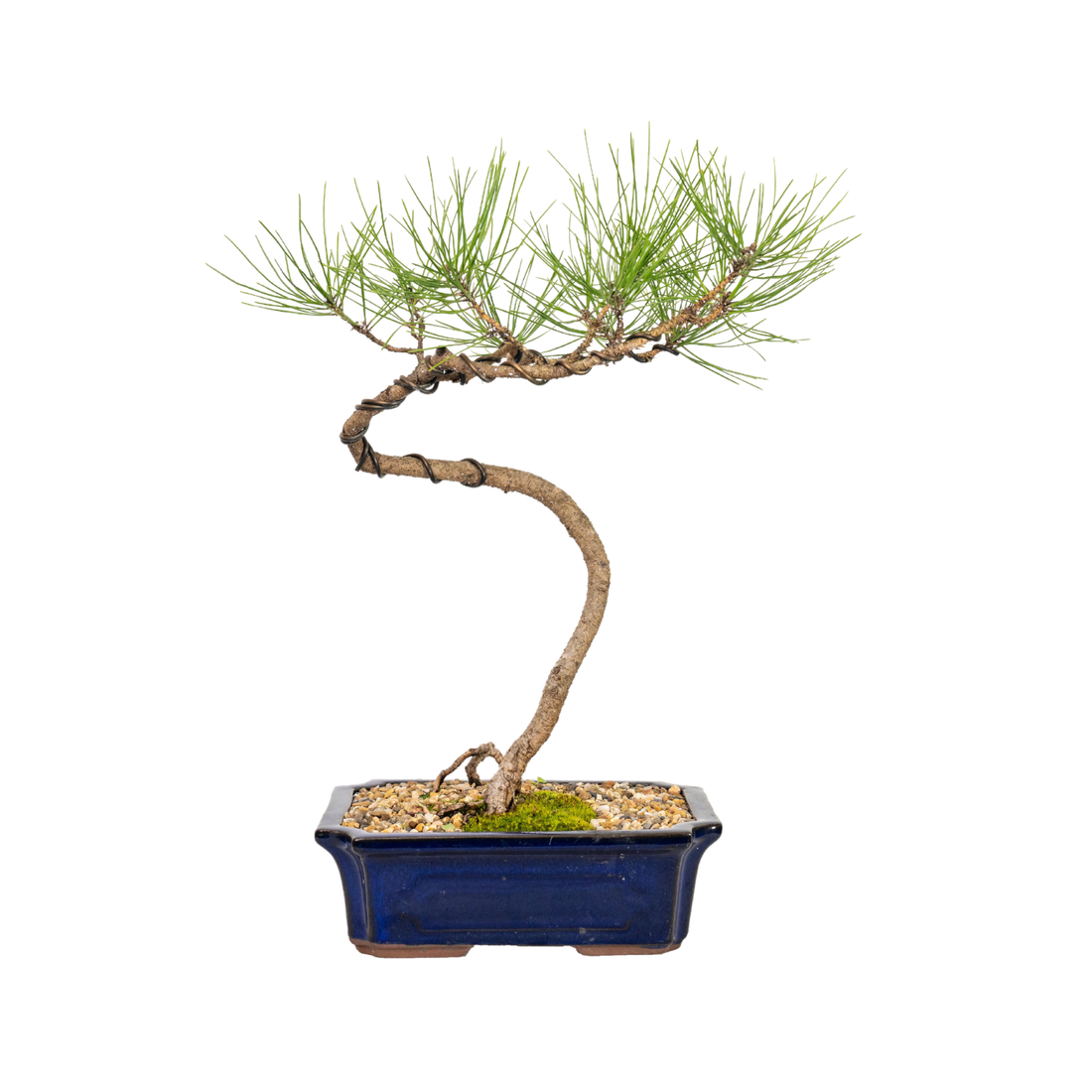 Japanese Pine Bonsai (2005)