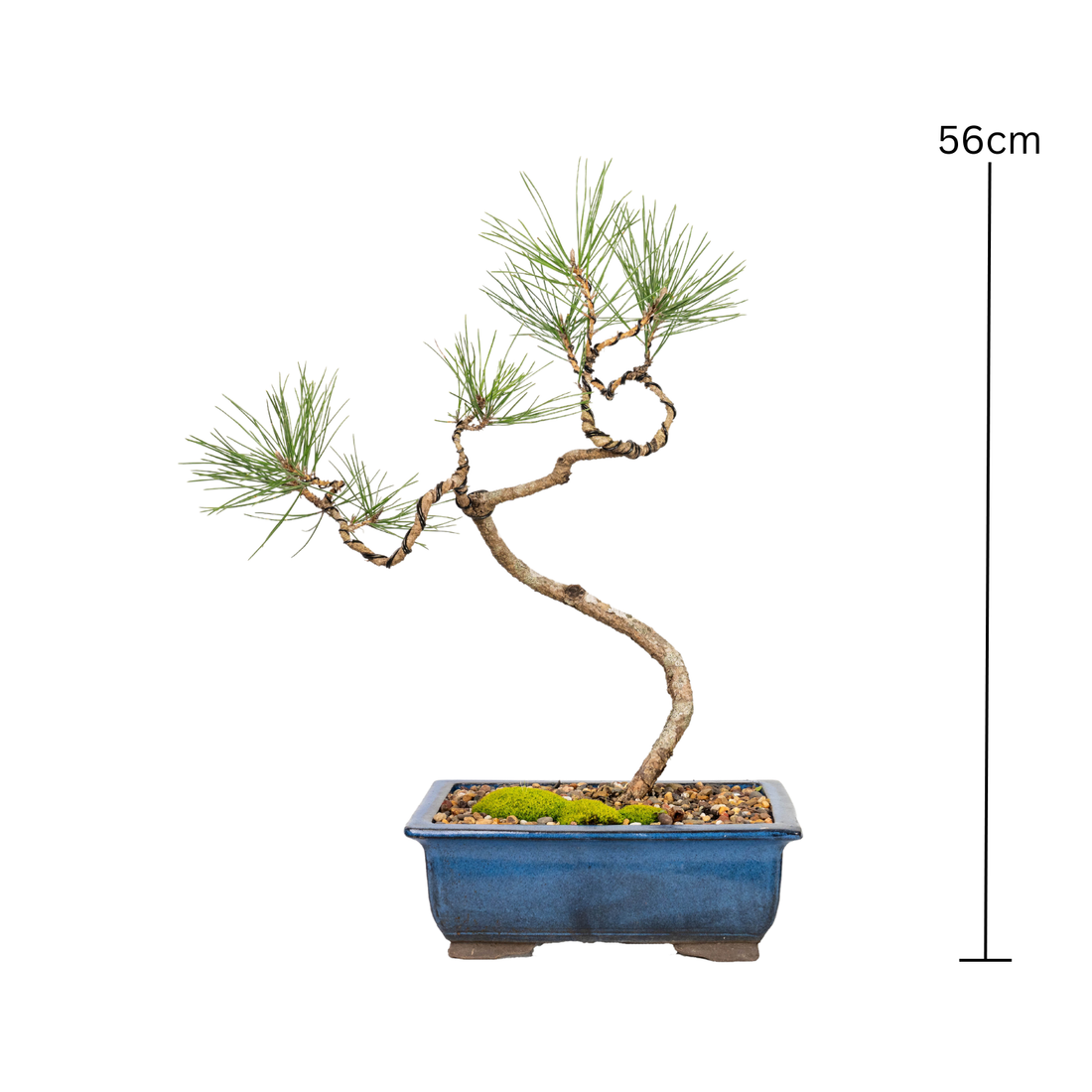 Japanese Pine Bonsai (2001)