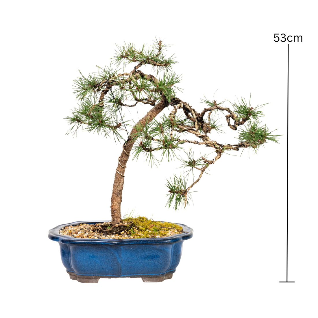 Scots Pine Bonsai (1998)