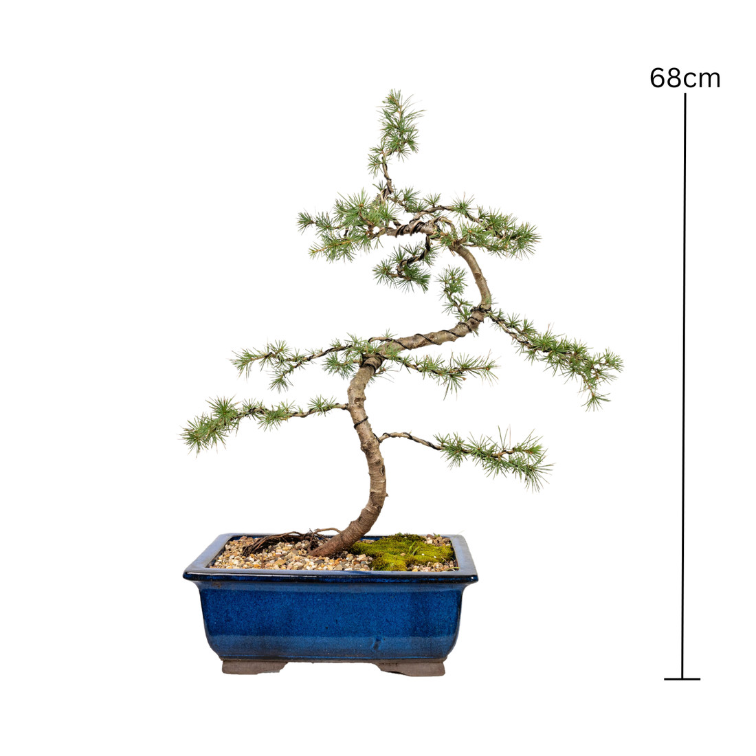 Atlantic Cedar Bonsai (2000)