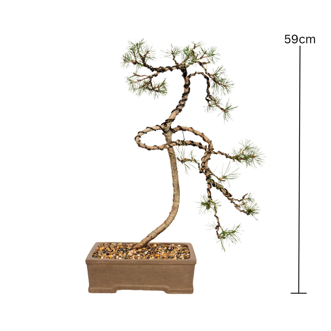 Scots Pine Bonsai (2010)