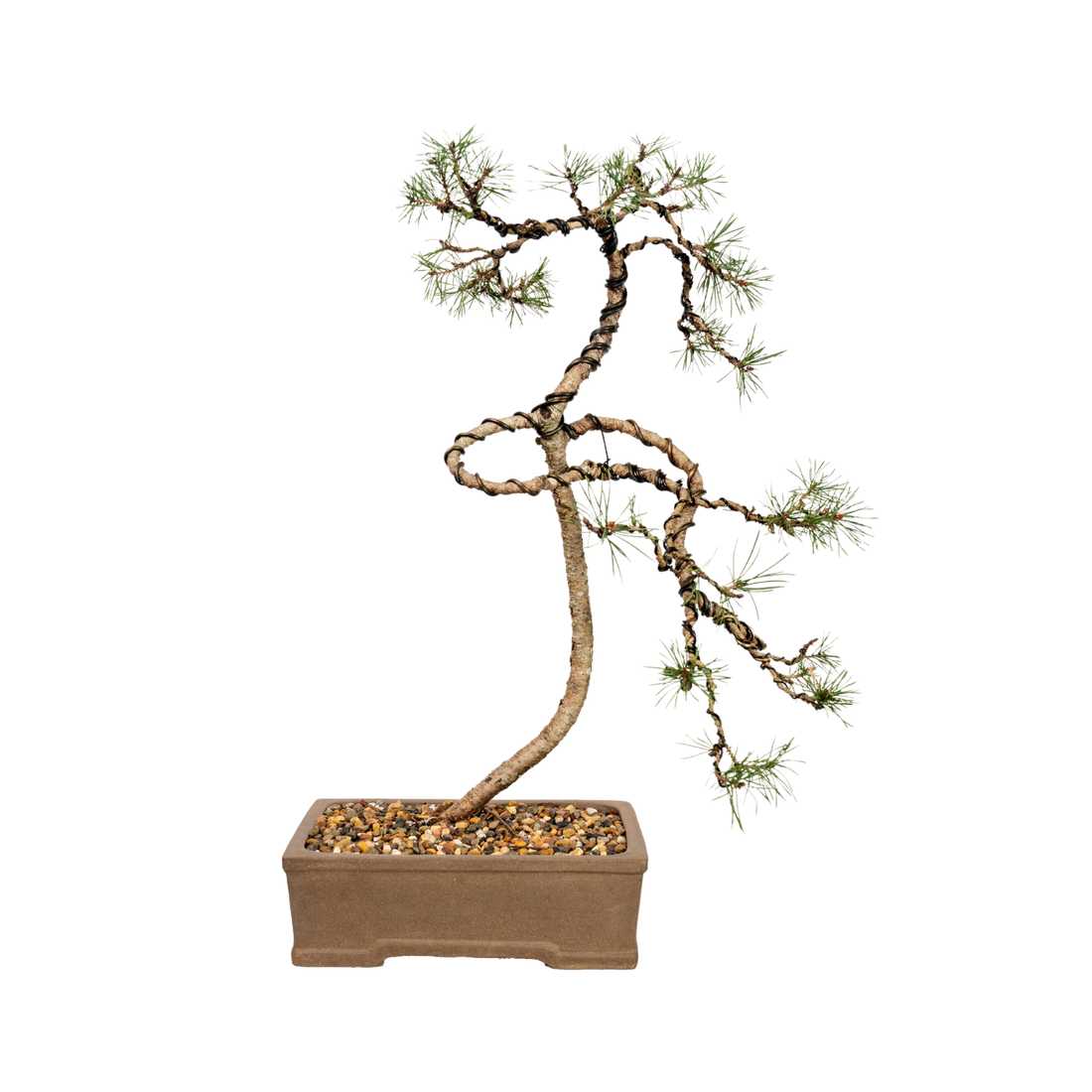 Scots Pine Bonsai (2010)