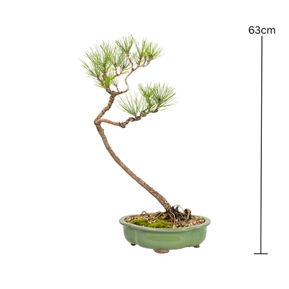 Japanese Black Pine Bonsai (2000)