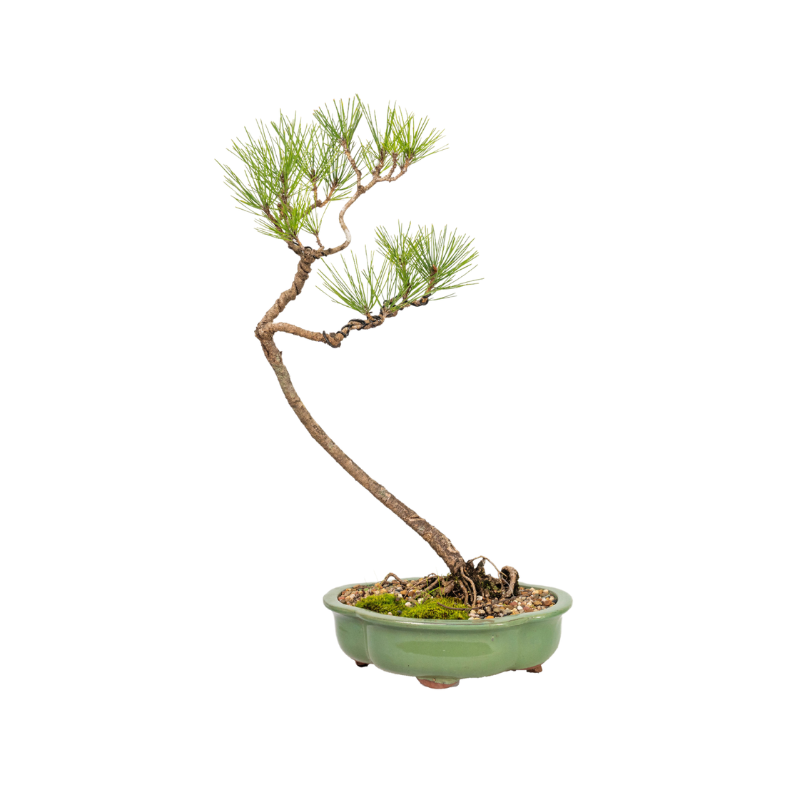 Japanese Black Pine Bonsai (2000)