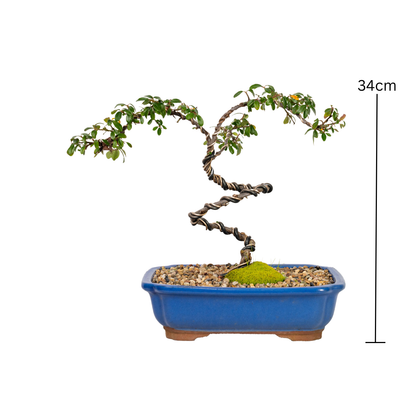 Cotoneaster Cuphea Bonsai (2013)