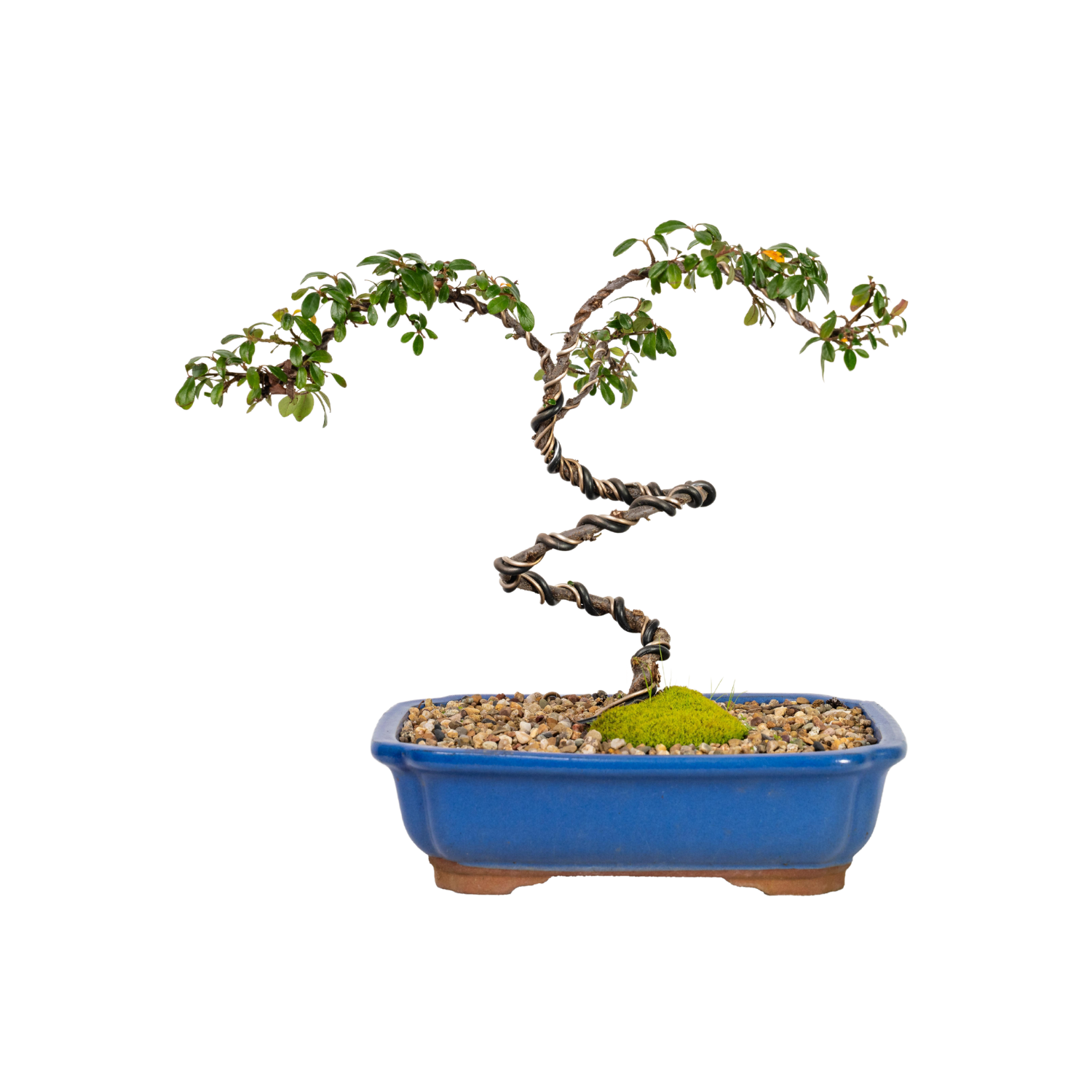 Cotoneaster Cuphea Bonsai (2013)