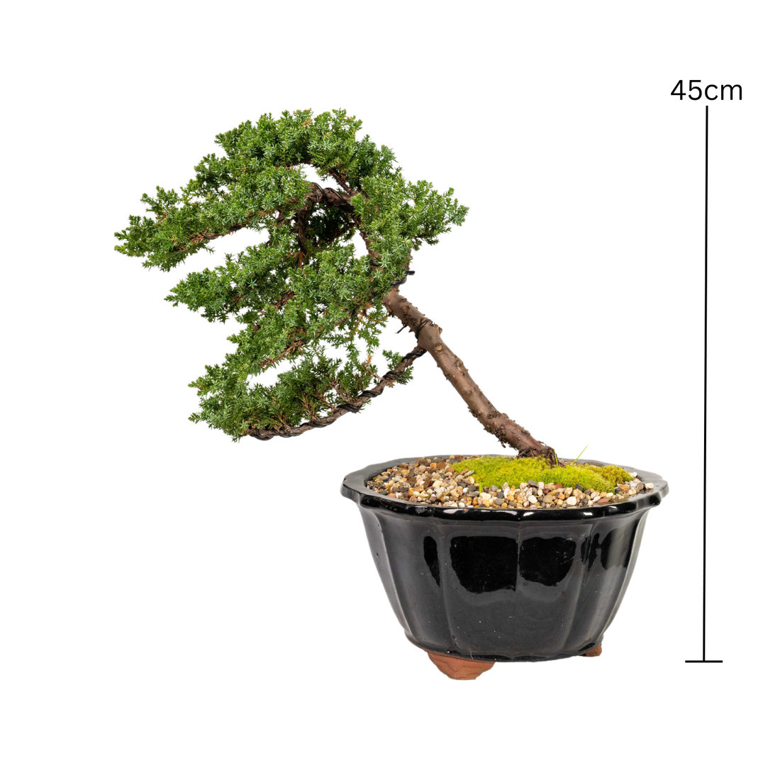 Juniper Bonsai (1999)