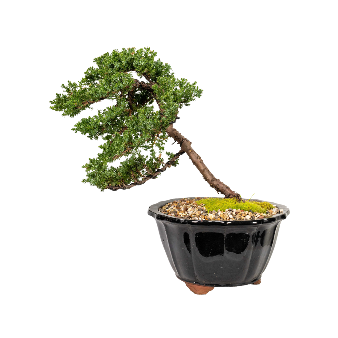 Juniper Bonsai (1999)