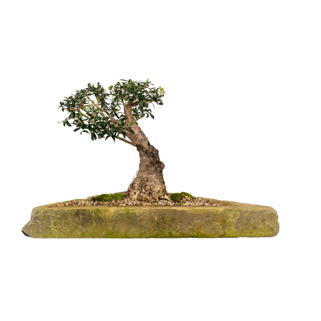 Asian Olive Bonsai (1987)