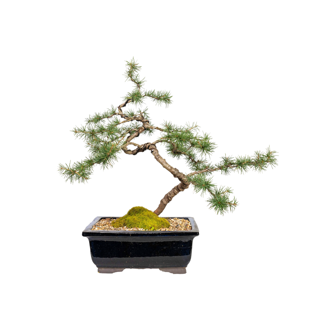 Atlantic Cedar Bonsai (1999)