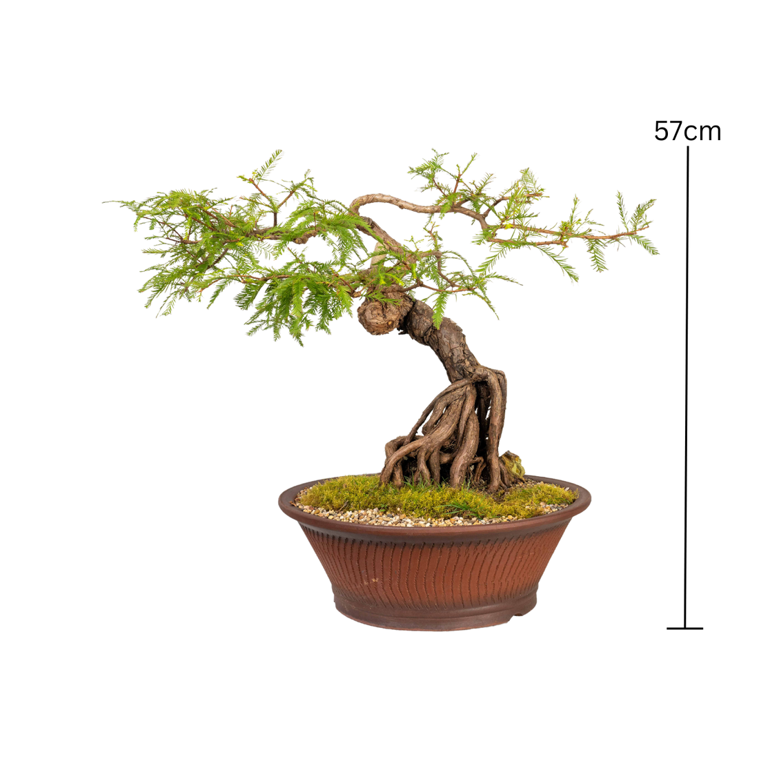 Swamp Cypress Bonsai (1981)