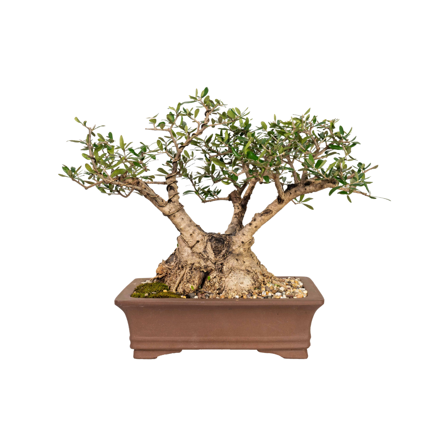 Asian Olive Bonsai (1982)