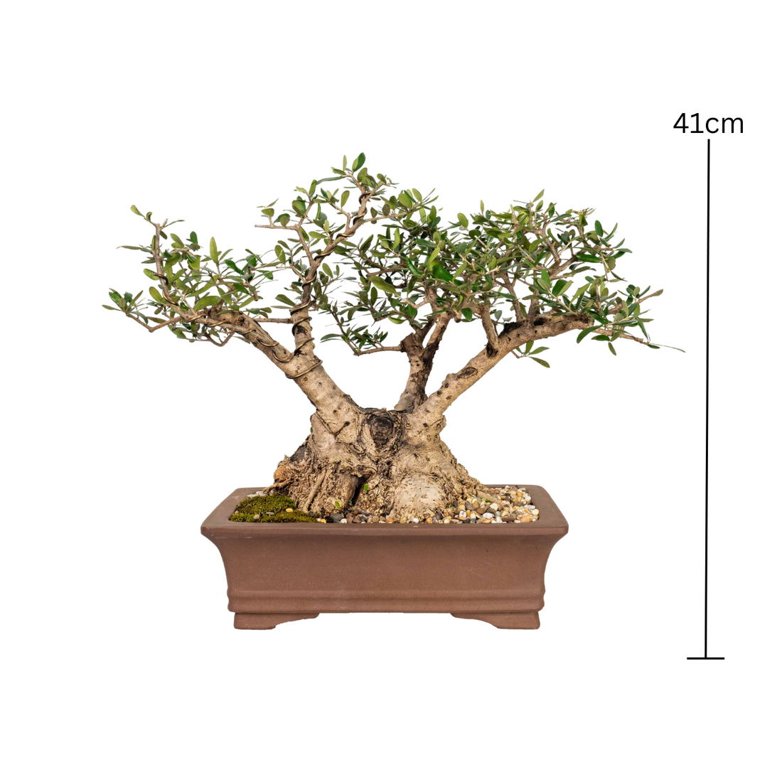 Asian Olive Bonsai (1982)