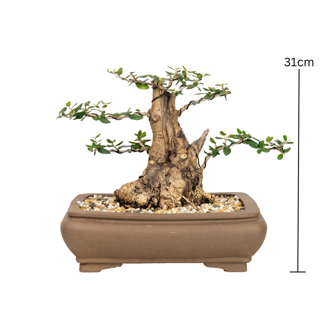 Asian Olive Bonsai (1991)