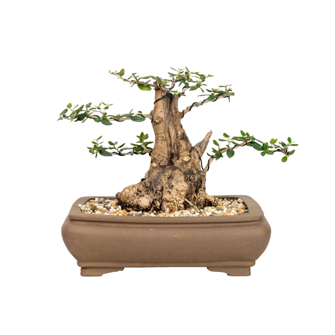 Asian Olive Bonsai (1991)