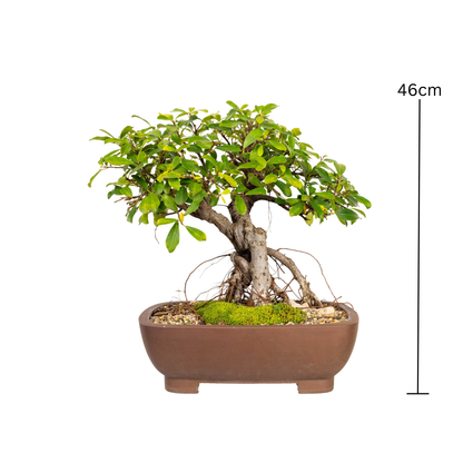 walmart bonsai trees Tiger Bark Fig Bonsai (1987) – Bonsai at The Bay