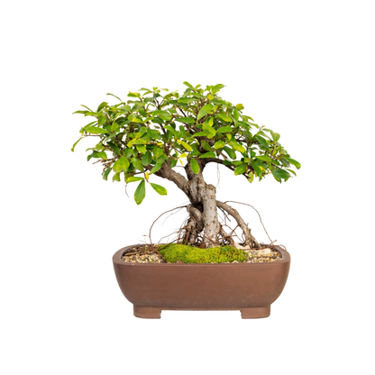 Tiger Bark Fig Bonsai (1987)